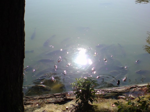 O Lago em que o templo fica, muitas carpas