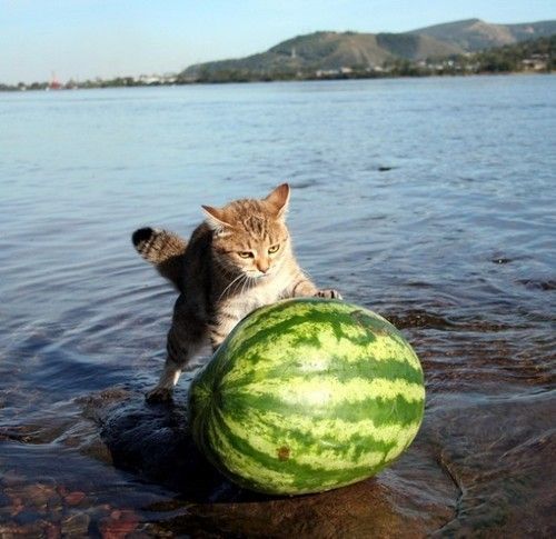 watermelon-cat