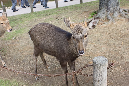 O único que eu vi no parque sem chifres