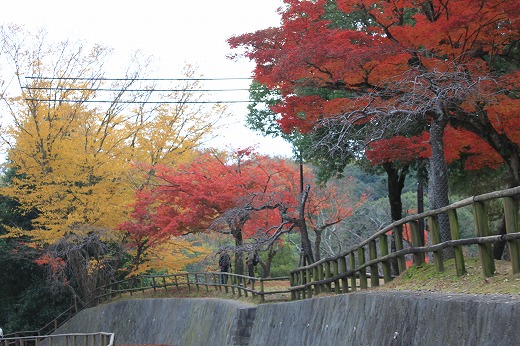 Momiji  3