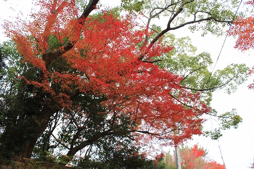 Momiji 2