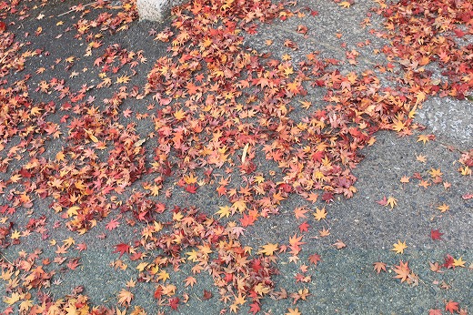 Essas são as típicas folhas de outono do Japão, chama-se Momiji