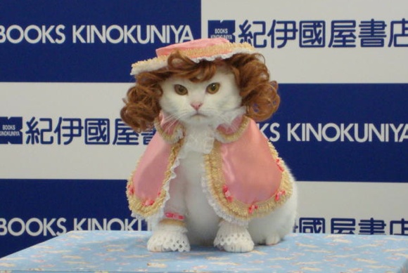 cat cosplay