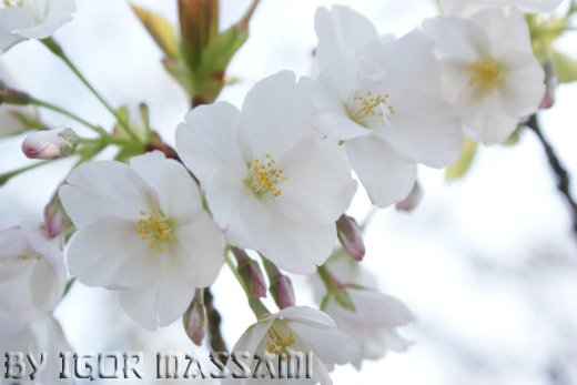 sakura