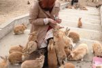 Ilha de Okunoshima 01