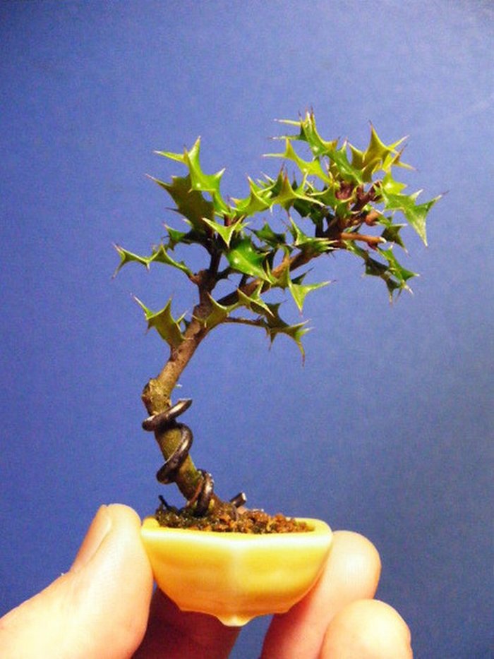 nano bonsai 11
